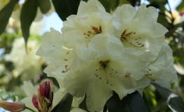 Inamorata - Рододендрон Гибридный - Inamorata - Rhododendron hybridum
