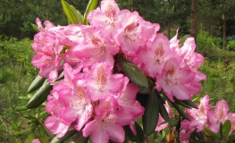 Eija - różanecznik wielkokwiatowy - Rhododendron hybridum 'Eija'