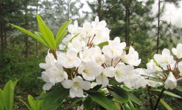 Lumotar - Rhododendren Hybride - Lumotar - Rhododendron hybridum