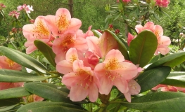 Merja - Rhododendron hybrids - Merja - Rhododendron hybridum