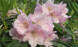 Ritva - różanecznik wielkokwiatowy - Ritva - Rhododendron hybridum