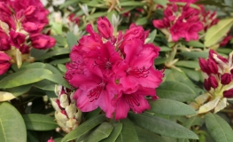 Neon Kiss - Rhododendron Hybride - Neon Kiss - Rhododendron hybridum