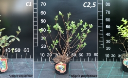 Lonicera kamtschatica 'Bakczarskaja Jubilejnaja' - Kamtschatka-Heckenkirsche ; Maibeere ; Gimolost - Lonicera kamtschatica 'Bakczarskaja Jubilejnaja'