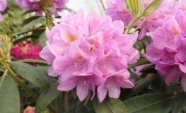 Becca  - Rhododendron hybrids - Becca - Rhododendron hybridum