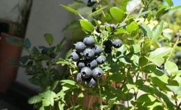 Alvar PBR - Halfhigh Blueberry - Alvar PBR - Vaccinium angustifolium x Vaccinium corymbosum