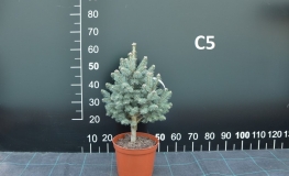 Abies lasiocarpa 'Nana Compacta' - Пихта горная ; Пихтапихта субальпийская - Abies lasiocarpa 'Nana Compacta'