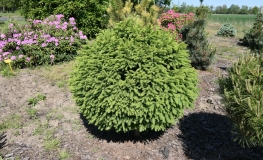 Picea abies 'Goblin' - Ель обыкновенная - Picea abies 'Goblin'