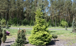 Picea abies 'Norrkoping' - Gemeine Fichte ; Zapfenfichte Herkunft ; Zapfen-Fichte - Picea abies 'Norrkoping'
