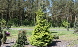 Picea abies 'Norrkoping' - Ель обыкновенная - Picea abies 'Norrkoping'