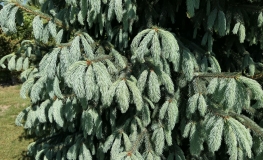 Picea engelmannii - Engelmann spruce - Picea engelmannii