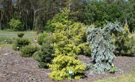 Picea orientalis 'Skylands' - świerk kaukaski - Picea orientalis 'Skylands'