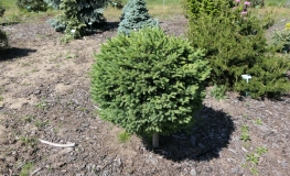 Picea glauca 'Eagle Rock' - White Spruce - Picea glauca 'Eagle Rock'