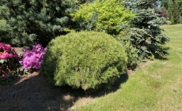 Pinus densiflora 'Jane Kluis' - Japanese pine ;  Japanese red pine - Pinus densiflora 'Jane Kluis'