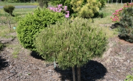 Pinus densiflora 'Low Glow' - Japanese pine - Pinus densiflora 'Low Glow'