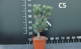 Pinus flexilis 'Firmament' - sosna giętka - Pinus flexilis 'Firmament'