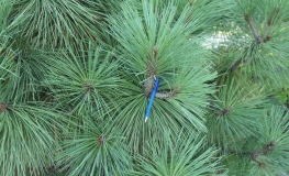 Pinus jeffreyi 'Joppi'- sosna Jeffreya - Pinus jeffreyi 'Joppi'