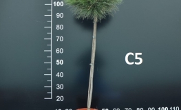 Pinus nigra 'Marie Bregeon' - sosna czarna 'Marie Bregeon' - Pinus nigra 'Marie Bregeon'