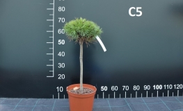 Pinus mugo 'Compacta' syn. Pinus mugo 'Uncinata Compacta' - kosodrzewina - Pinus mugo 'Compacta' syn. Pinus mugo 'Uncinata Compacta'