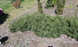 Pinus mugo 'Kransford' - kosodrzewina - Pinus mugo 'Kransford'