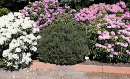 Pinus mugo 'Lilliput' - Mountain pine - Pinus mugo 'Lilliput'