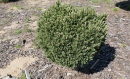 Pinus mugo 'Piggelmee' - kosodrzewina - Pinus mugo 'Piggelmee'