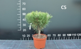 Pinus mugo 'Rositech' - kosodrzewina - Pinus mugo 'Rositech'