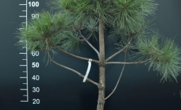 Pinus nigra - bonsai - sosna czarna - Pinus nigra - bonsai