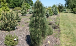 Pinus nigra - sosna czarna - Pinus nigra