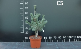 Pinus parviflora 'Schoon's Bonsai' - Cосна мелкоцветковая - Pinus parviflora 'Schoon's Bonsai'