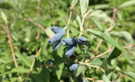 Lonicera kamtschatica '1-17-59' - Blue Honeysuckle ; Haskap - Lonicera kamtschatica '1-17-59'