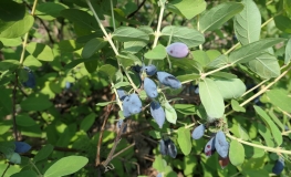 Lonicera kamtschatica  'Atut'- Blue Honeysuckle  ; Haskap - Lonicera kamtschatica 'Atut'