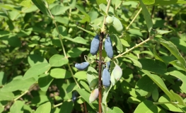 Lonicera kamtschatica 'KRZ3 Watra' - Kamtschatka-Heckenkirsche ; Maibeere ; Gimolost - Lonicera kamtschatica 'KRZ3 Watra'