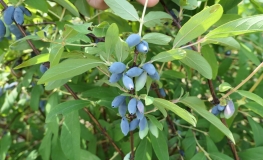 Lonicera kamtschatica 'Siniczka' - Blue Honeysuckle ;  Haskap - Lonicera kamtschatica 'Siniczka'