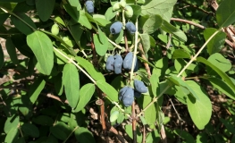 Lonicera kamtschatica 'Zojka' - Blue Honeysuckle ; Haskap - Lonicera kamtschatica 'Zojka'