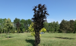 Fagus sylvatica 'Red Obelisk' - European Beech - Fagus sylvatica 'Red Obelisk'