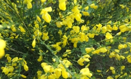 Genista lydia- Lydian broom - Genista lydia