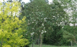 Sorbus vilmorinii - jarząb Vilmorina - Sorbus vilmorinii