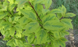 Syringa emodi 'Aureovariegata' - Himalayan lilac - Syringa emodi 'Aureovariegata'