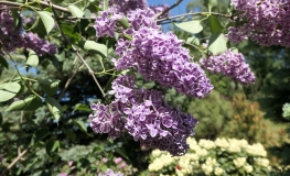 Syringa vulgaris 'Sensation' - Gemeiner Flieder - Syringa vulgaris 'Sensation'