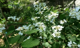 Viburnum plicatum 'Lanarth' -Japanese snowball ; Prague Viburnum - Viburnum plicatum 'Lanarth'