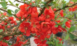 Chaenomeles xsuperba 'Nicoline' - Japanese quince - Chaenomeles xsuperba 'Nicoline'