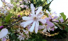 x loebneri 'Leonard Messel' - Loebner's magnolia - Magnolia x loebneri 'Leonard Messel'