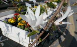 x loebneri 'Donna' - magnolia Loebnera - Magnolia x loebneri 'Donna'