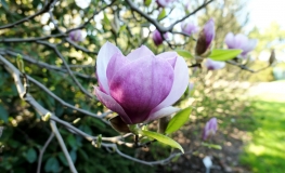x soulangeana 'Rustica Rubra' - magnolia pośrednia; magnolia Soulange'a - Magnolia x soulangeana 'Rustica Rubra'
