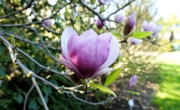 x soulangeana 'Rustica Rubra' - Tulpen-Magnolie - Magnolia x soulangeana 'Rustica Rubra'