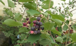 Amelanchier alnifolia Krasnojarskaja - Świdośliwa olcholistna - Amelanchier alnifolia Krasnojarskaja