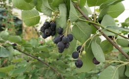 Amelanchier alnifolia Martin - Świdośliwa olcholistna - Amelanchier alnifolia Martin