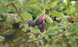 Amelanchier alnifolia Sleyt - świdośliwa olcholistna - Amelanchier alnifolia Sleyt