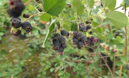 Amelanchier alnifolia Thiessen - Felsenbirne - Amelanchier alnifolia Thiessen