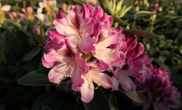 Helen Martin - Рододендрон гибридный - Helen Martin - Rhododendron hybridum